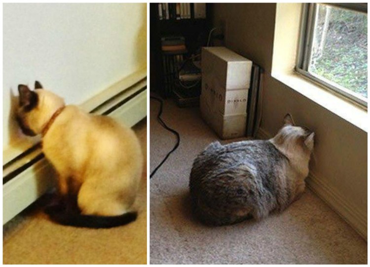 Кот в углу наказан