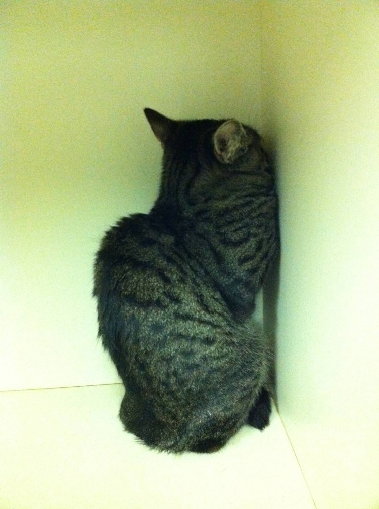 Ступеньки для кота