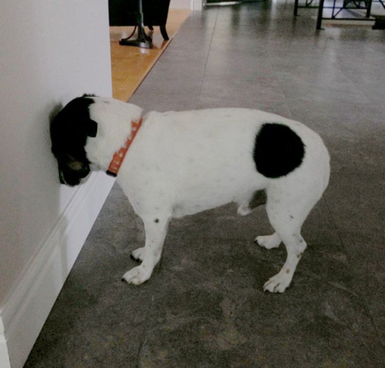 Кот в квартире