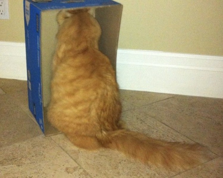 Гордая кошка