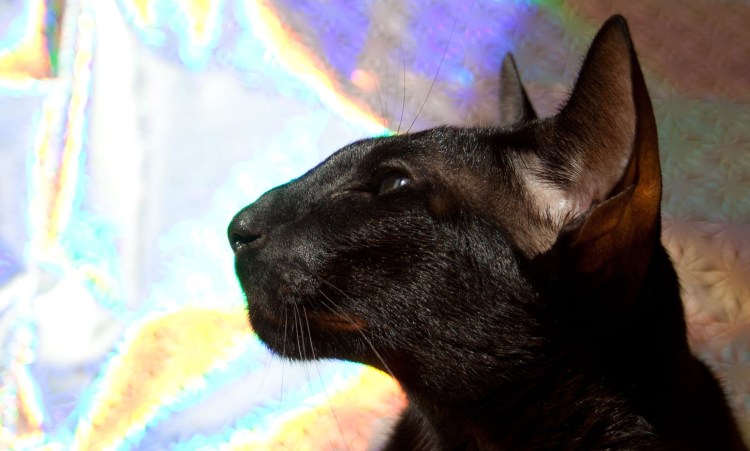 Форин Вайт кошка