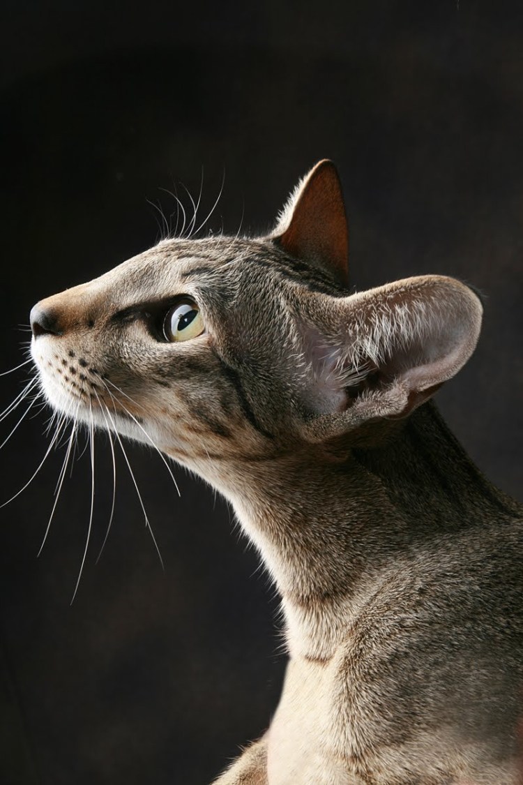 Коты ориенталы