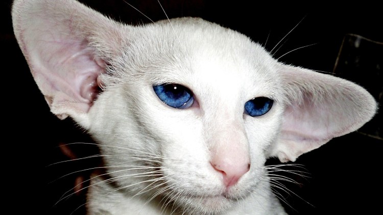 Ориентальная короткошерстная кошка