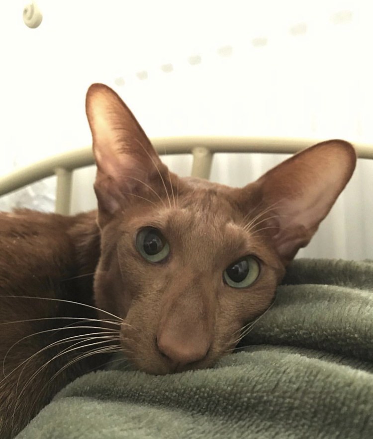 Кот Ориентал грузин