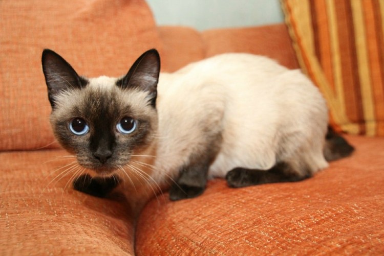 Сиамская красотка