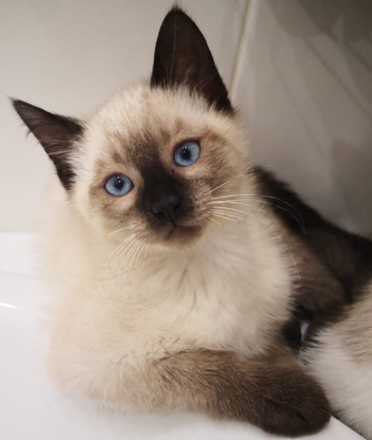 Сиамский кот метис