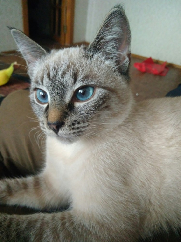 Метис сиамской кошки