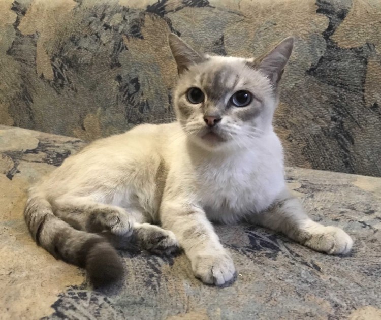 Метис сиамской кошки