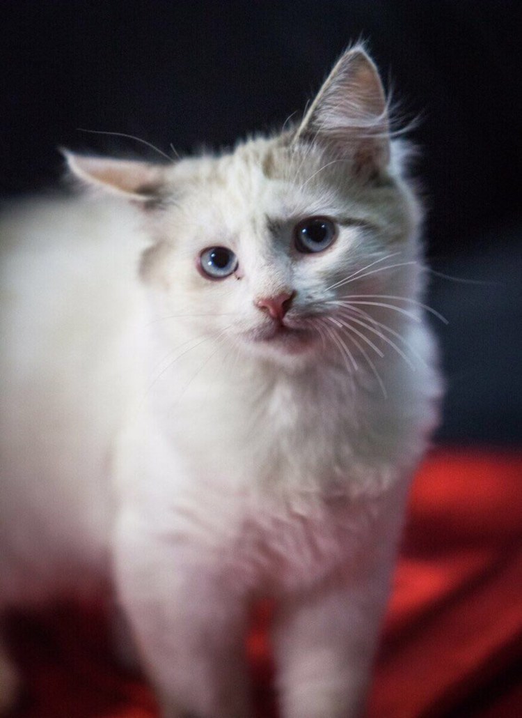 Сиамка метис