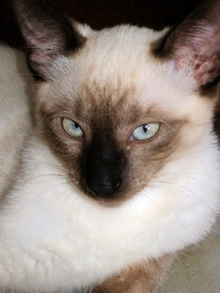 Котята породы тонкинез