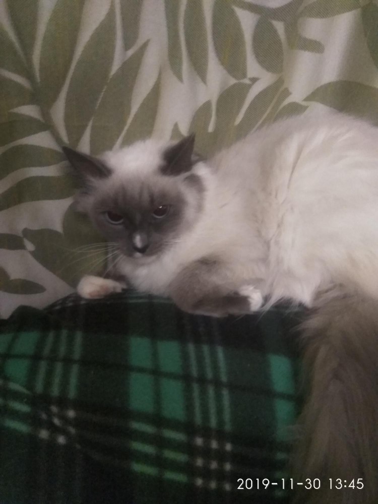 Сиам метис кошка