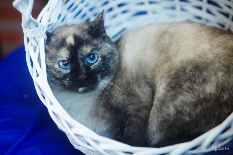 Метис сил-Пойнт тайского