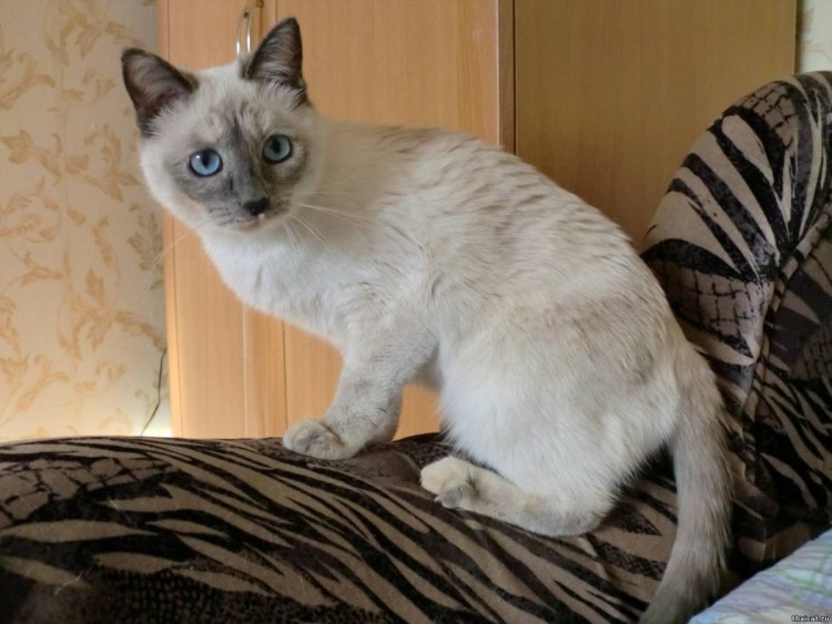 Сиамский кот Маркиз