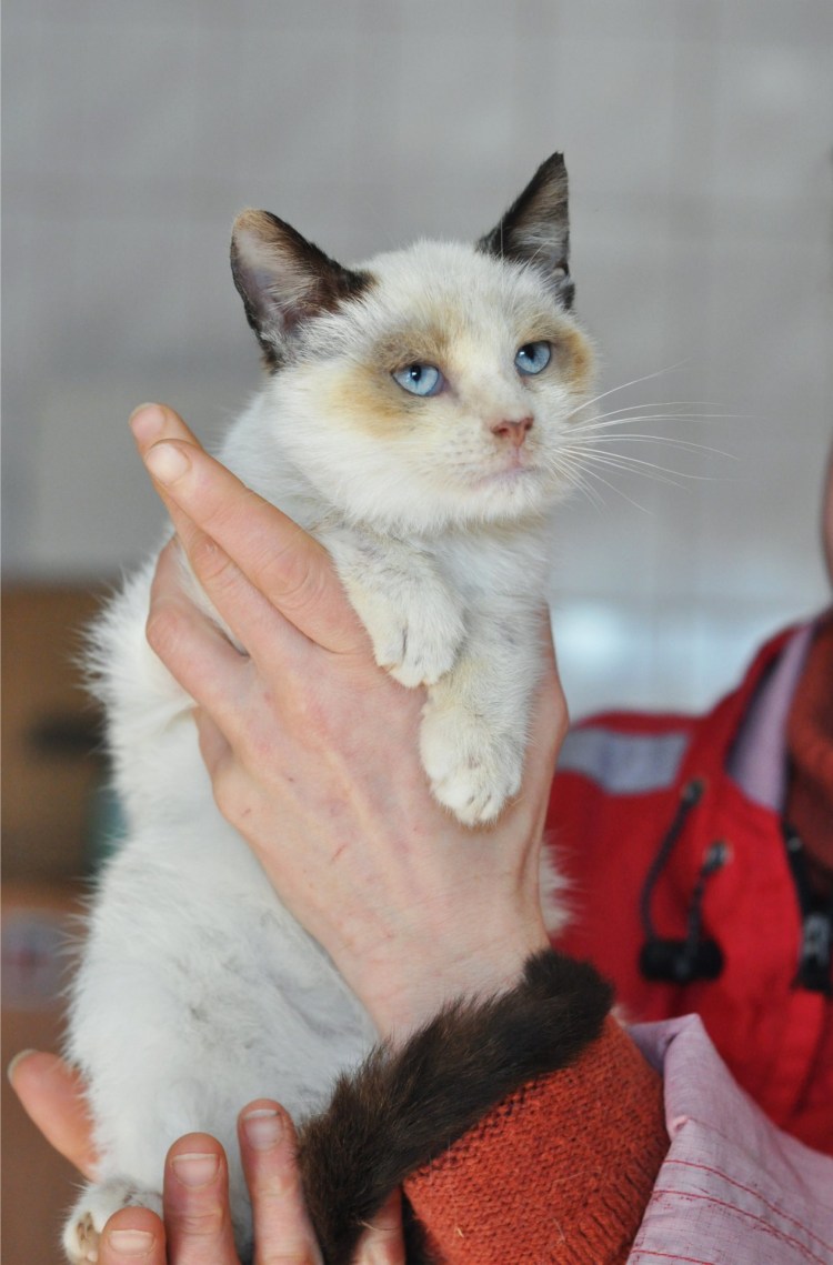 Сиам метис кошка