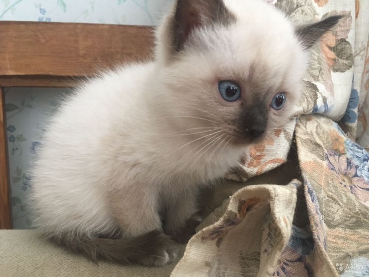 Помесь сиамской и обычной