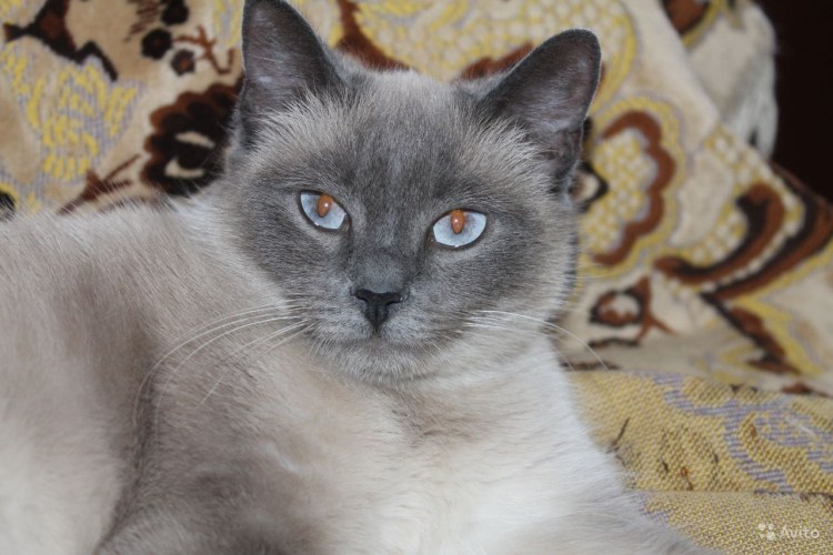 Когда у Блю поинтов сереют ушки