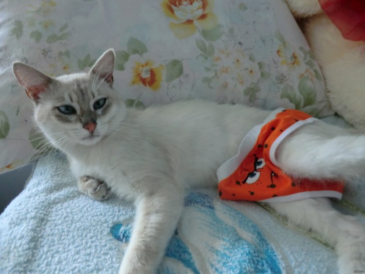 Тайская кошка скрещенная с сиамской