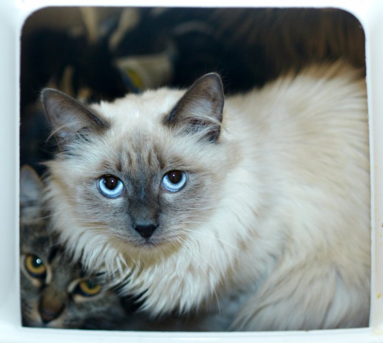 Метис тайской кошки и британского кота