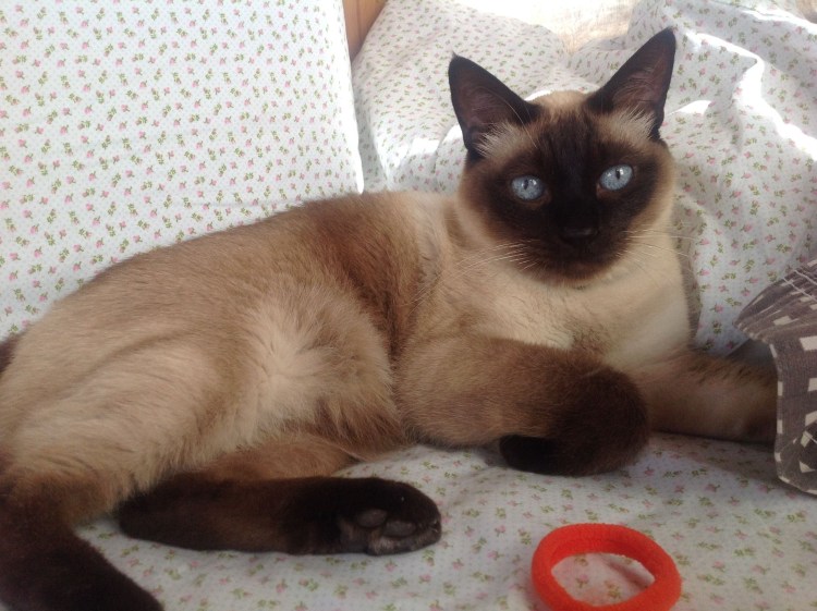 Сиамский кот метис