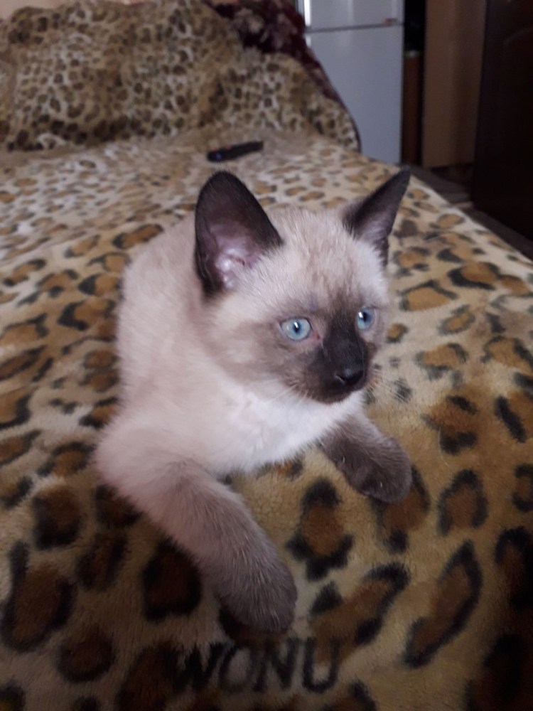 Сиамский кот метис