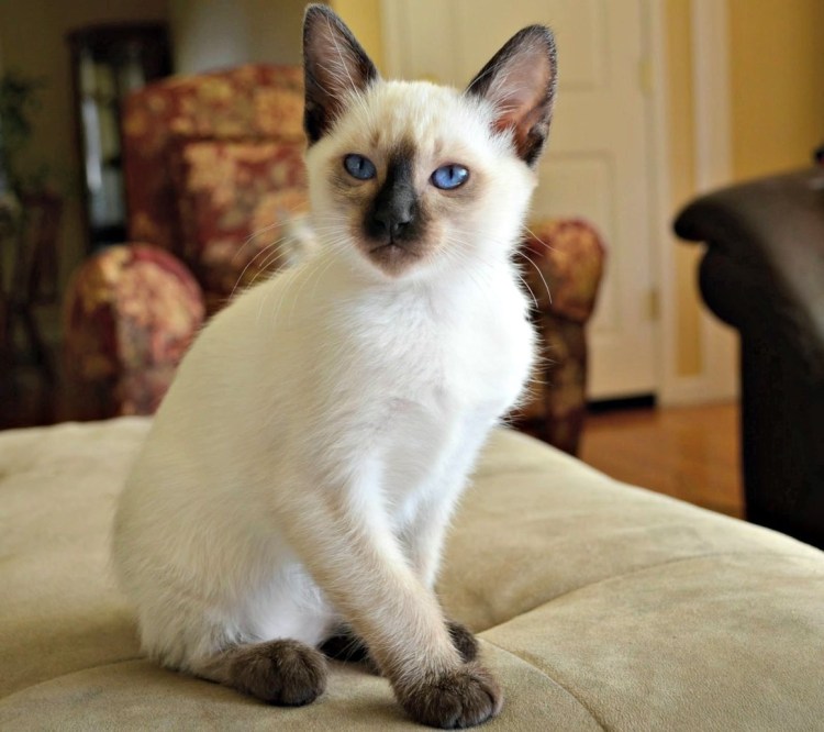 Метис рэгдолла и сфинкса