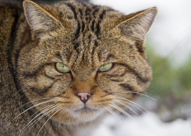 Турецкий Ван черепаховый