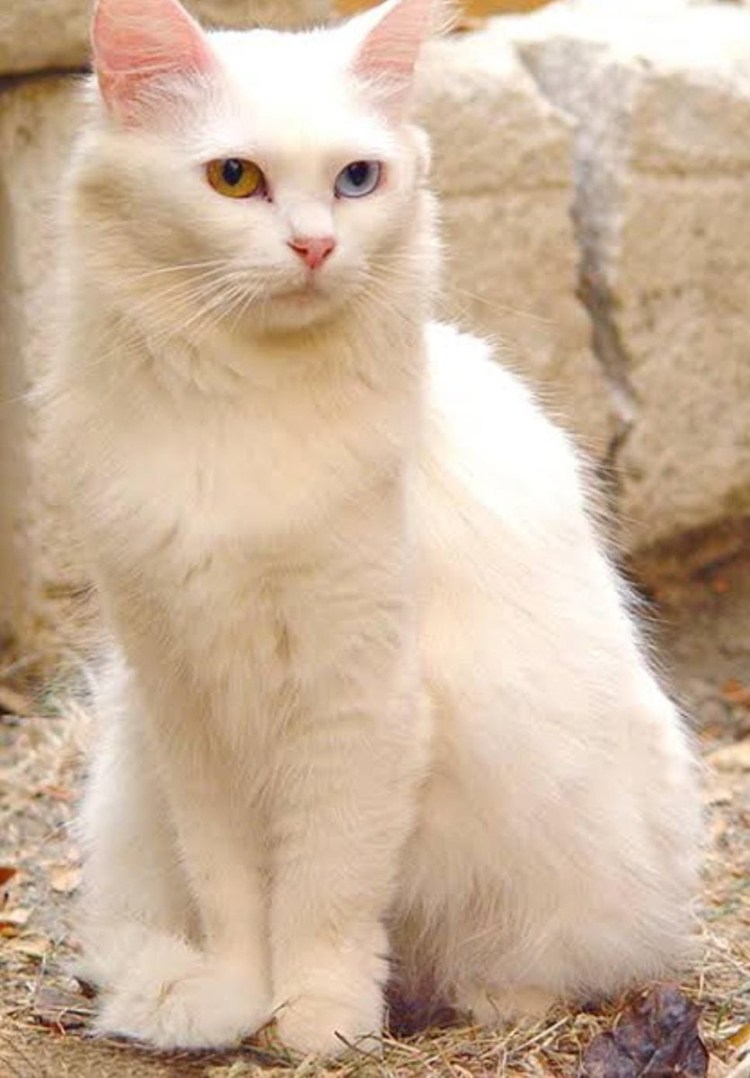 Кошка грузин