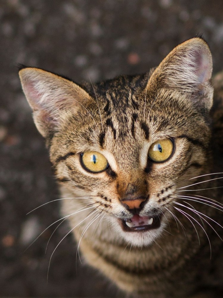 Армянская кошка фото