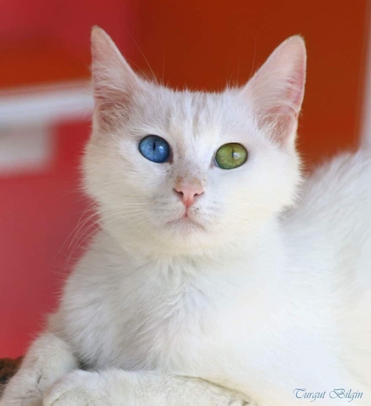 Турецкий Ван кедиси