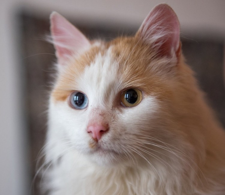 Турецкая ангора биколор