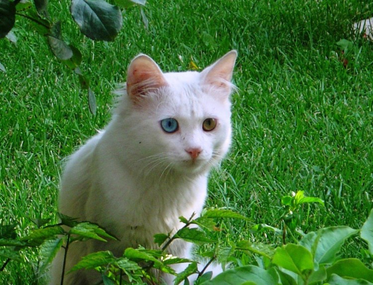 Турецкий Ван