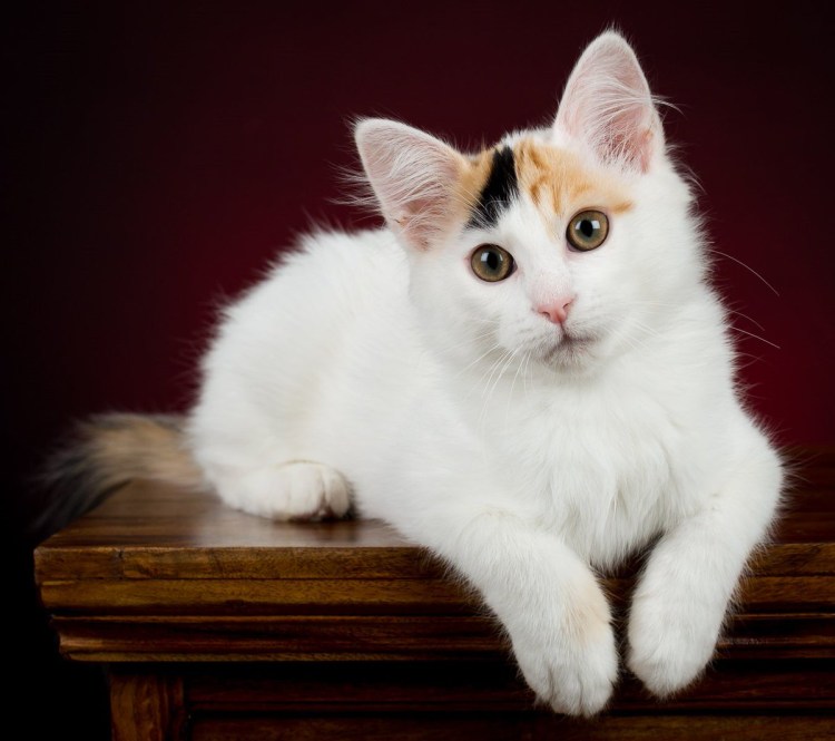 Турецкий Ван кедиси