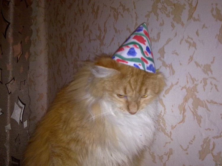 Кошка в колпаке