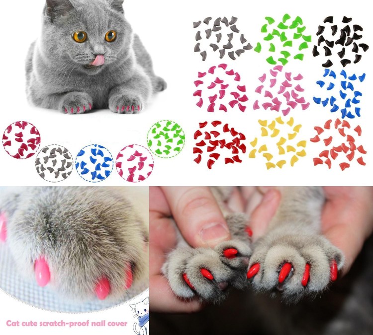 Кот в защитном воротнике