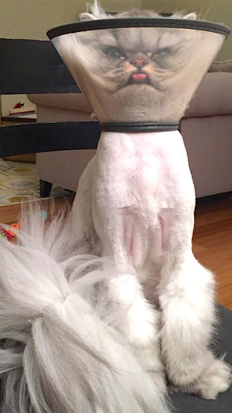 Мягкий воротник для кошек