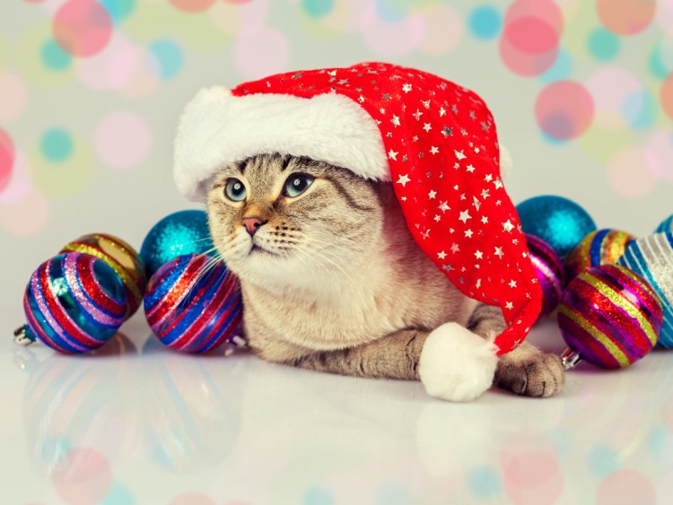 Защитный воротник для кошек