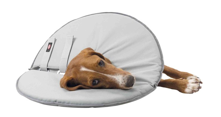 Котята в новогодних шапочках