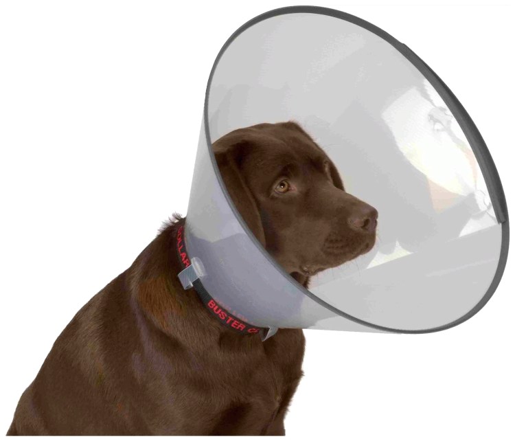 Кот в новогоднем колпаке