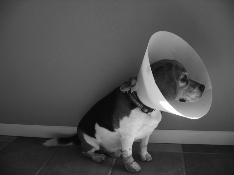 Воротник для собак