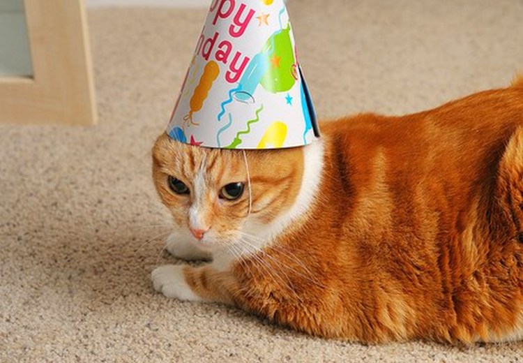 Кот в шапке