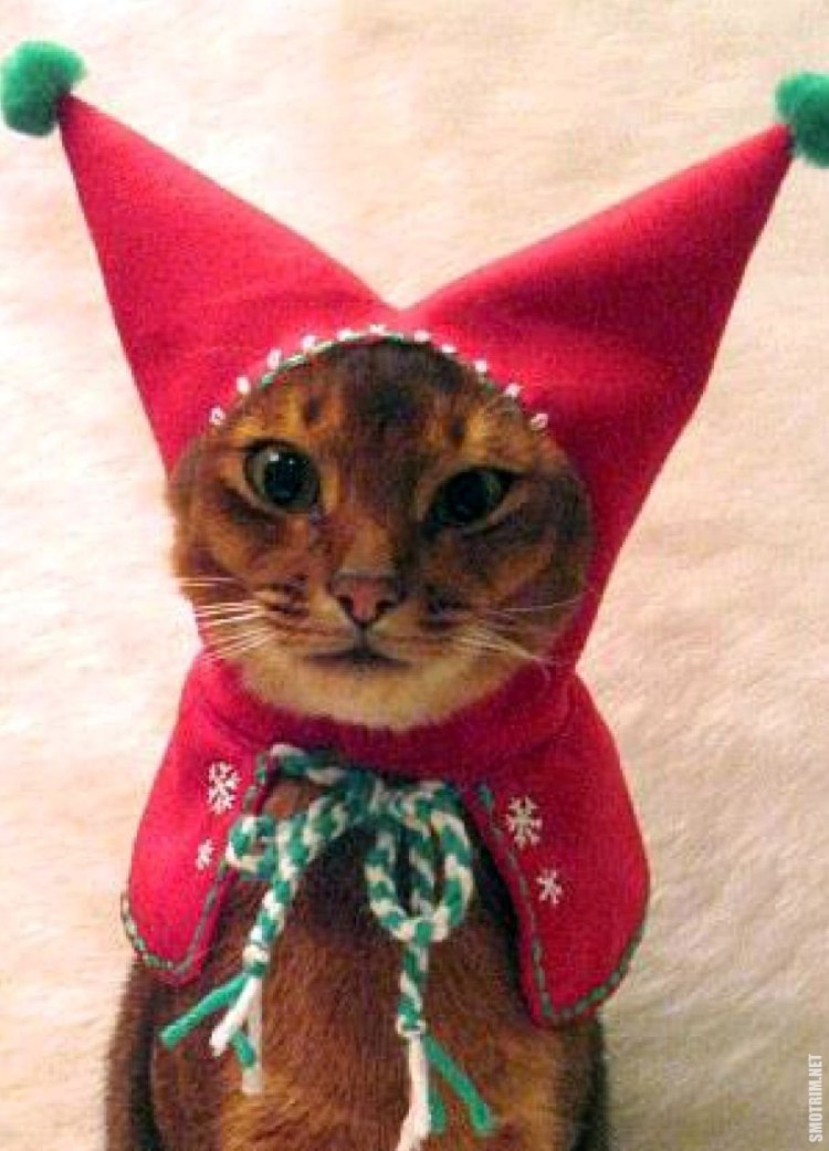 Шапочки для кошек из их шерсти