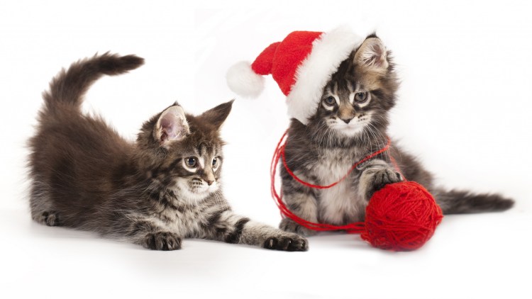 Защитный воротник Kruuse Buster clic Collar 25 см