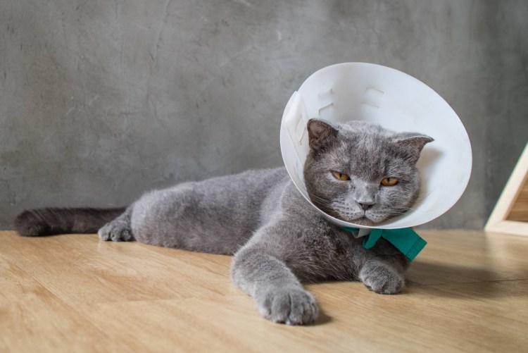 Попона для кошки