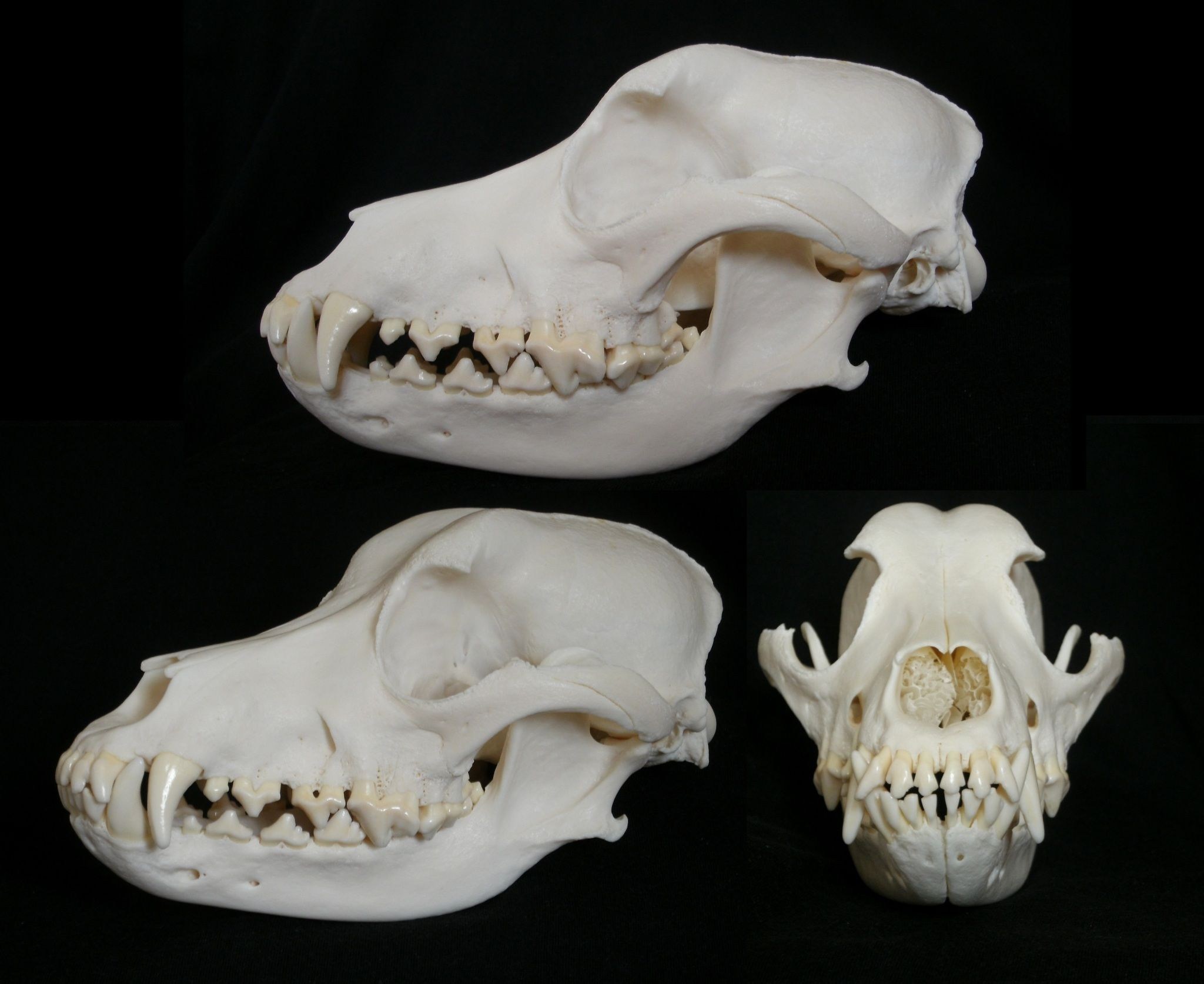 Сравните череп ящерицы и череп собаки. Skull Dog референс. Череп собаки анатомия.