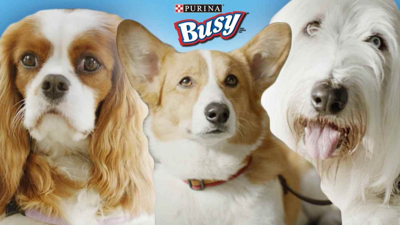 Порода собак в рекламе. Чаппи порода. Чаппи корм порода собаки. Собака из рекламы Чаппи. Порода собаки из рекламы Педигри.