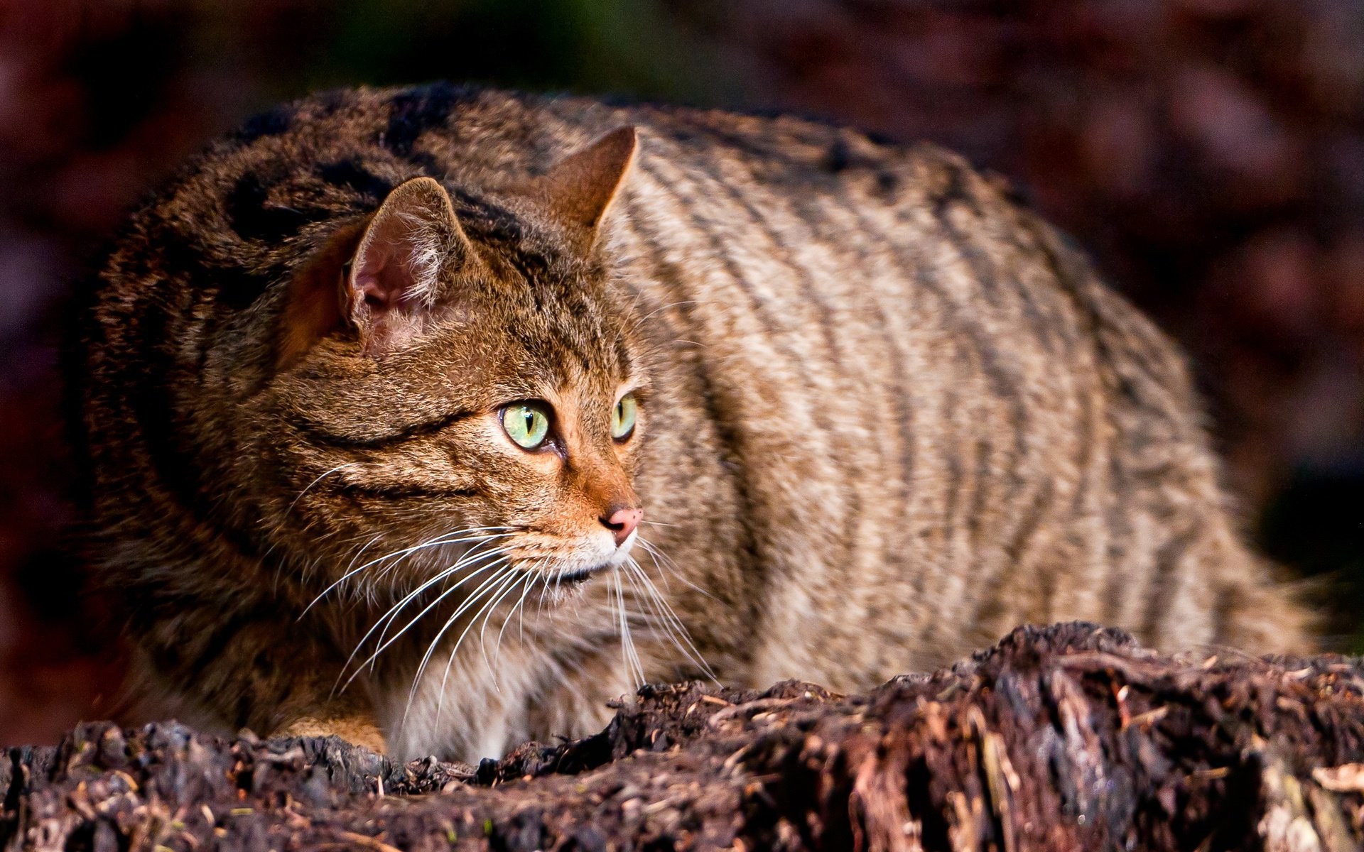Песни дикая кошка. Европейский Лесной кот камышовый. Шотландская Лесная кошка. Черноногая Лесная кошка. Африканская черноногая кошка.