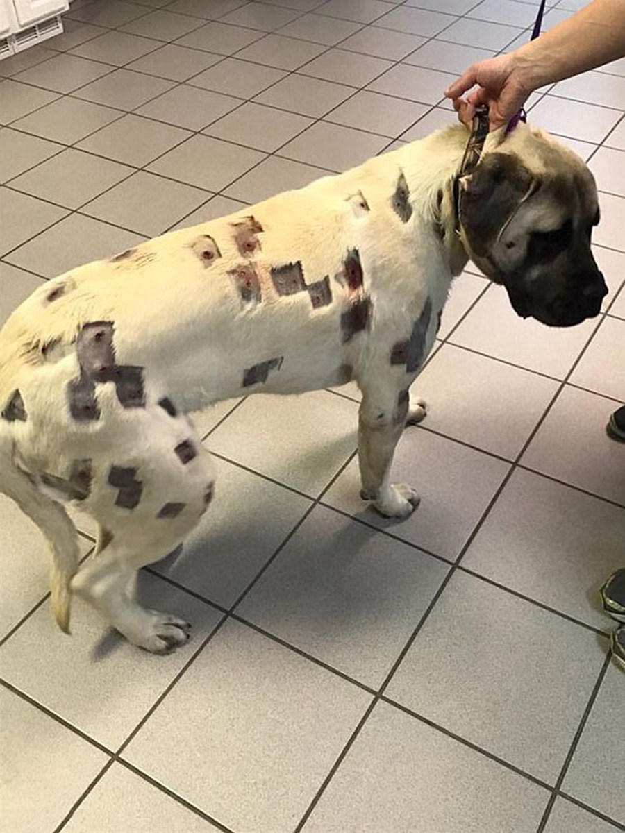 Лечение собаки после укусов собаки