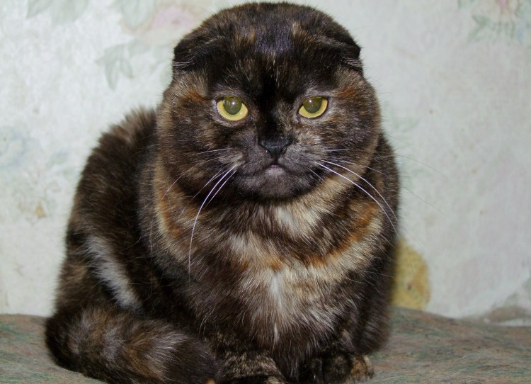 Скоттиш фолд Калико