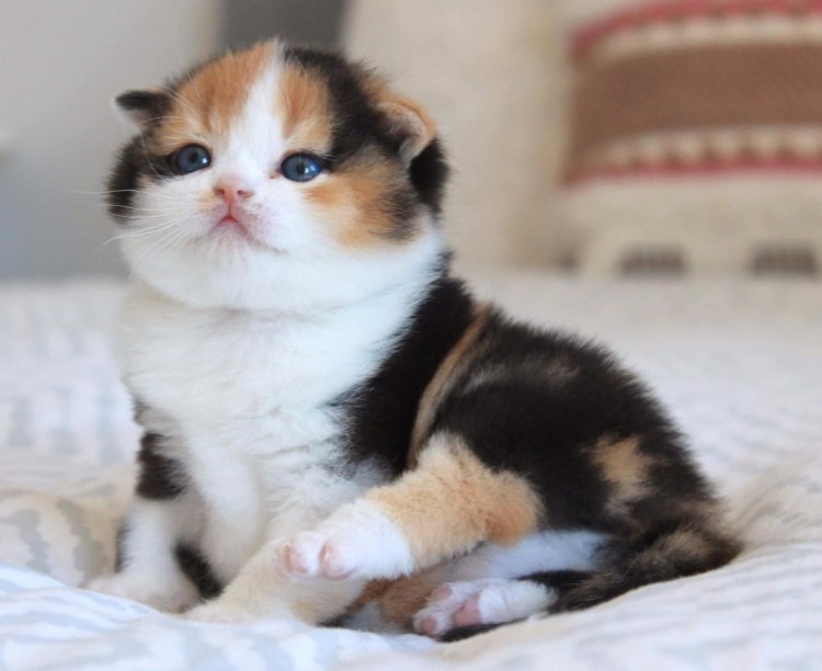 Шотландский скоттиш фолд черепаховая