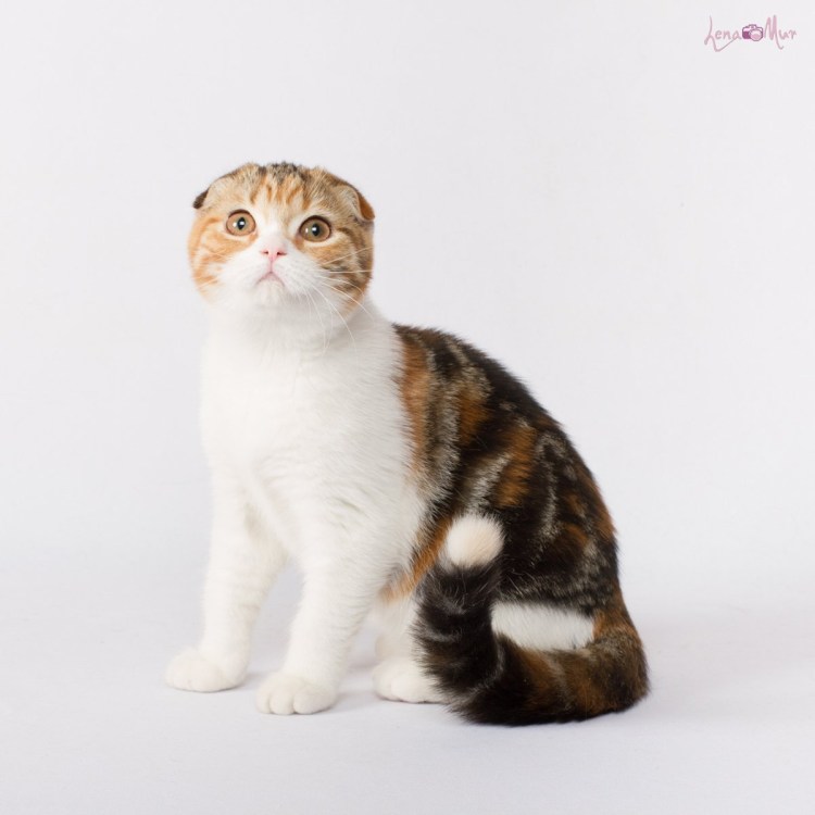 Шотландская вислоухая кошка метис